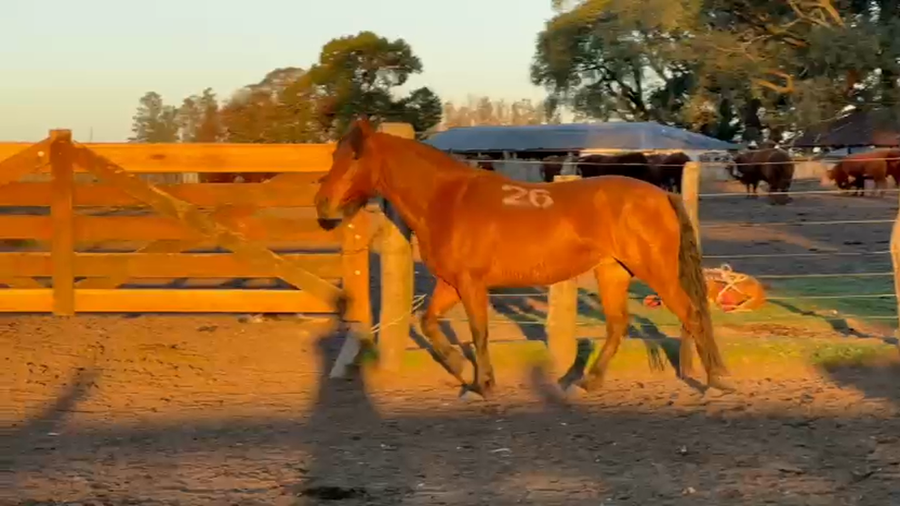 Lote 1 Montados en Curuzú-Cuatiá, Corrientes
