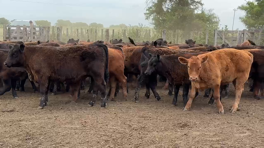 Lote 60 Novillitos