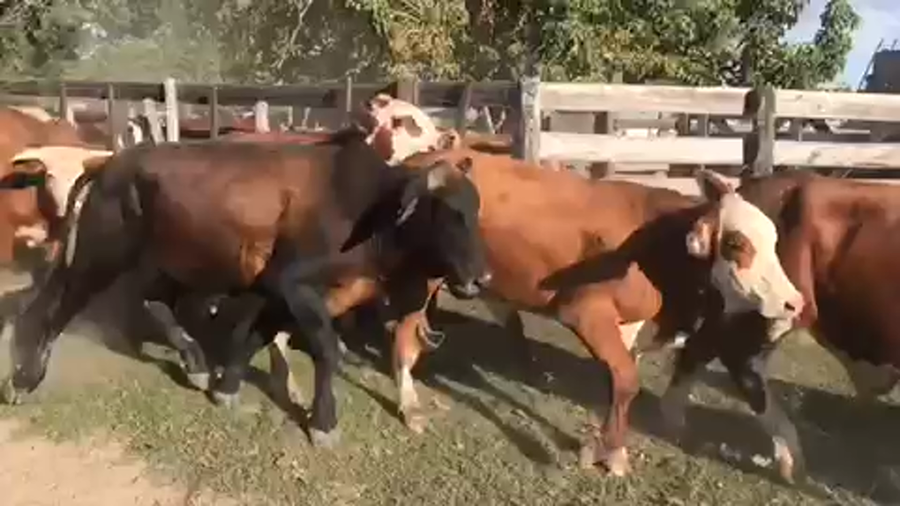 Lote 42 Novillos en Esquina, Corrientes