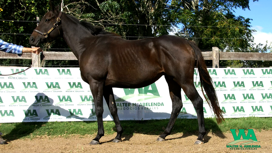 Lote LADY AGUSTINA (Brz)