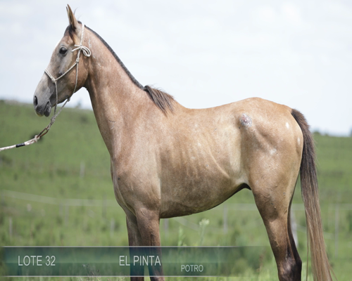 Lote EL PINTA