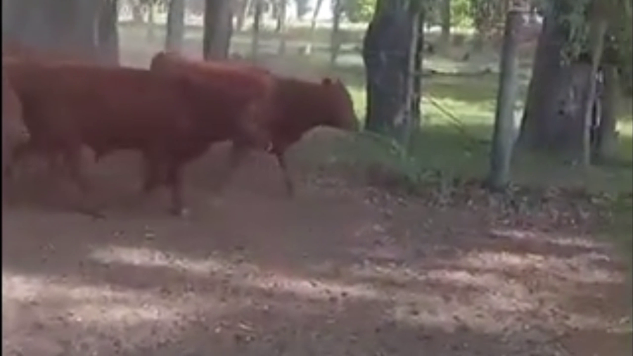 Lote 49 Terneros en Saladillo