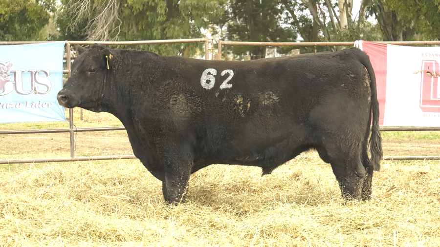 Lote TOROS ANGUS NEGROS  PC