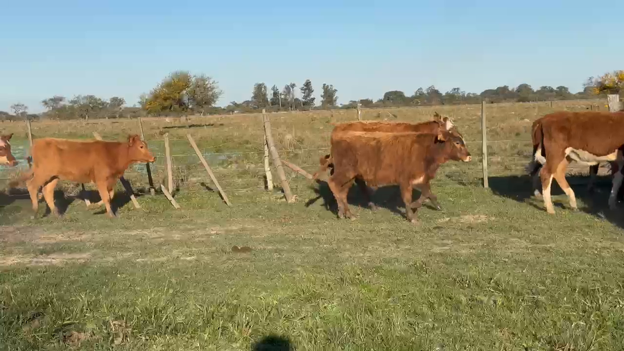 Lote 75 Terneros/as en Corrientes, Paso de Los Libres