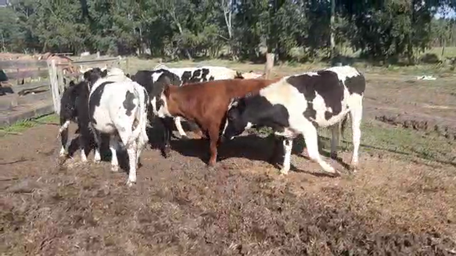 Lote 9 Novillos HOLANDO a remate en PANTALLA CAMY - SAN JOSE  1500 VACUNOS 310kg - , San José