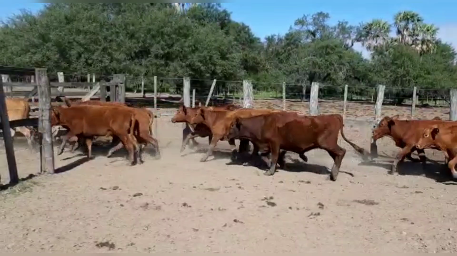 Lote 24 Vaquillonas en Clorinda, Formosa