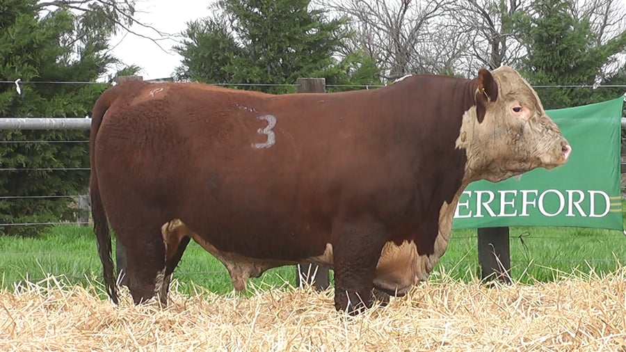 Lote TOROS P. HEREFORD PR