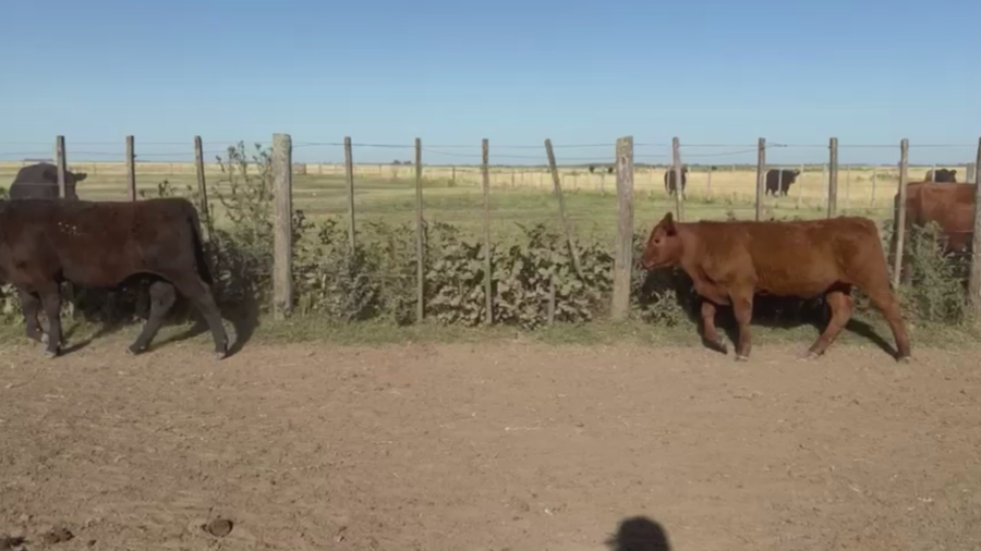 Lote 70 TERNS. MACHOS, LINCOLN, PCIA. BS. AS.