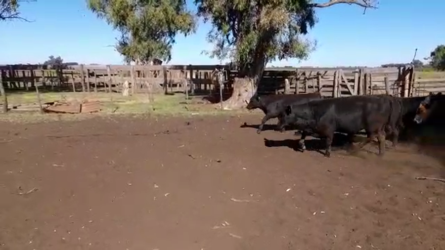 Lote 80 Terneros/as en Junín, Buenos Aires