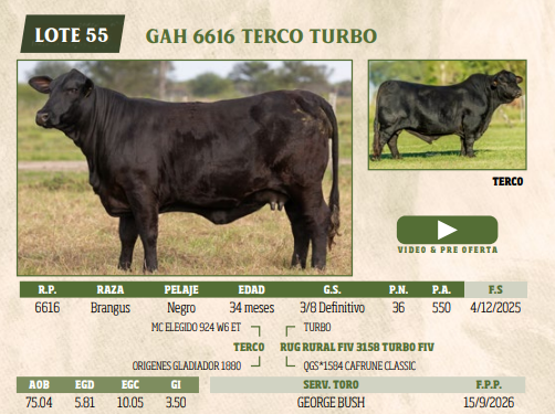 Lote LOTE 55