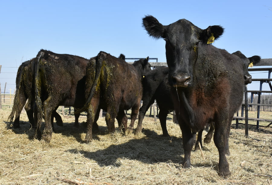 Lote HEMBRAS PURAS CONTROLADAS(NEGRA)(Corral 52)