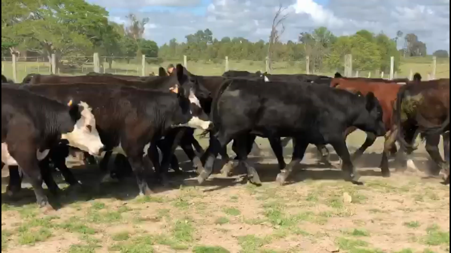 Lote 100 Novillos 1 a 2 años en Tacuarembó