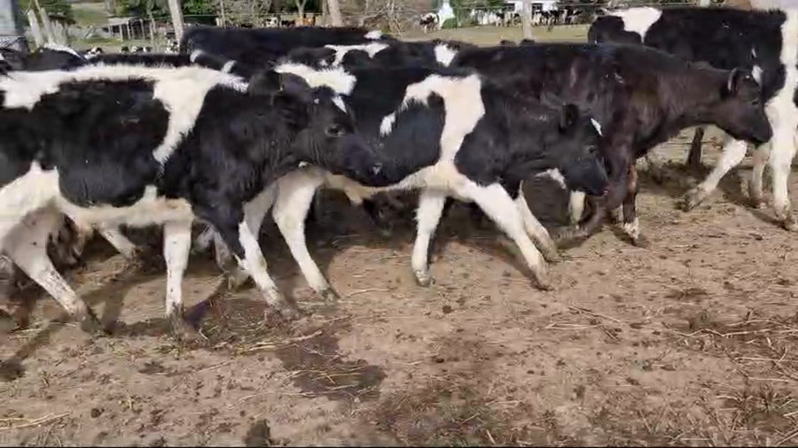 Lote 40 Terneros Holando a remate en Pantalla Camy  en Ruta 1 Km 75