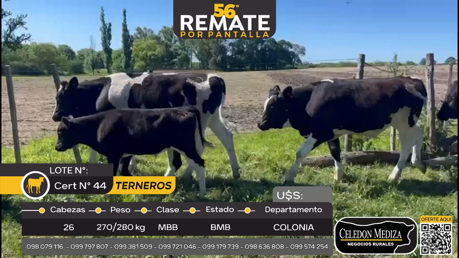 Lote 26 Terneros en La Horqueta, Colonia