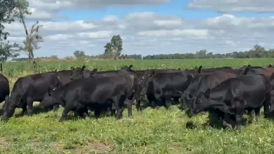 Lote 50 Novillitos y vaquillonas