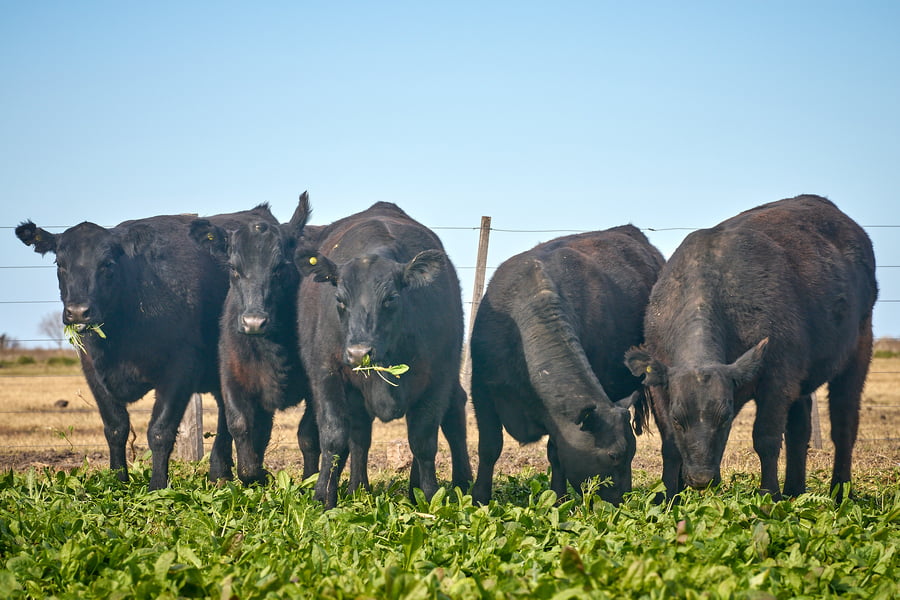 Lote "ME KEN" Vaquillas con cria