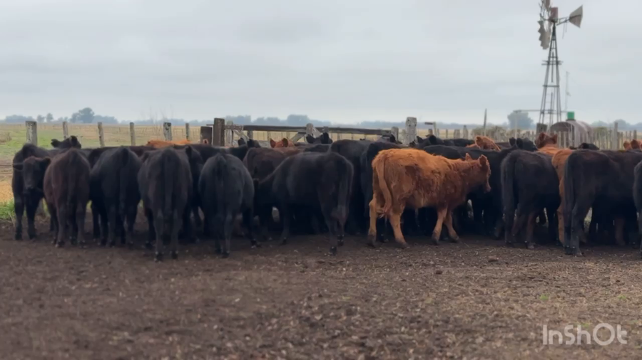 Lote 47 Terneras