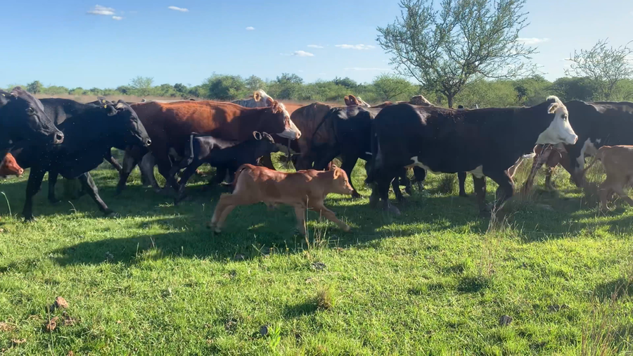 Lote 43 Vacas CUT en Corrientes, Felipe Yofré