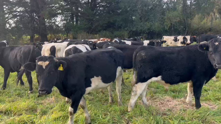 Lote 120 Ternero en Río Bueno, XIV Región Los Ríos