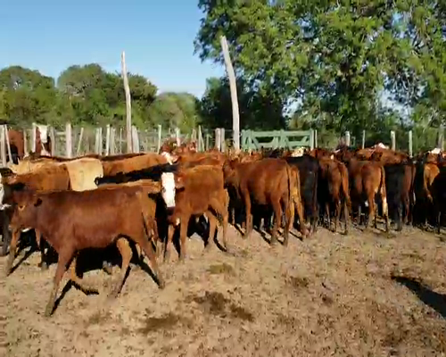 Lote 95 Terneros/as en Riachuelo, Corrientes