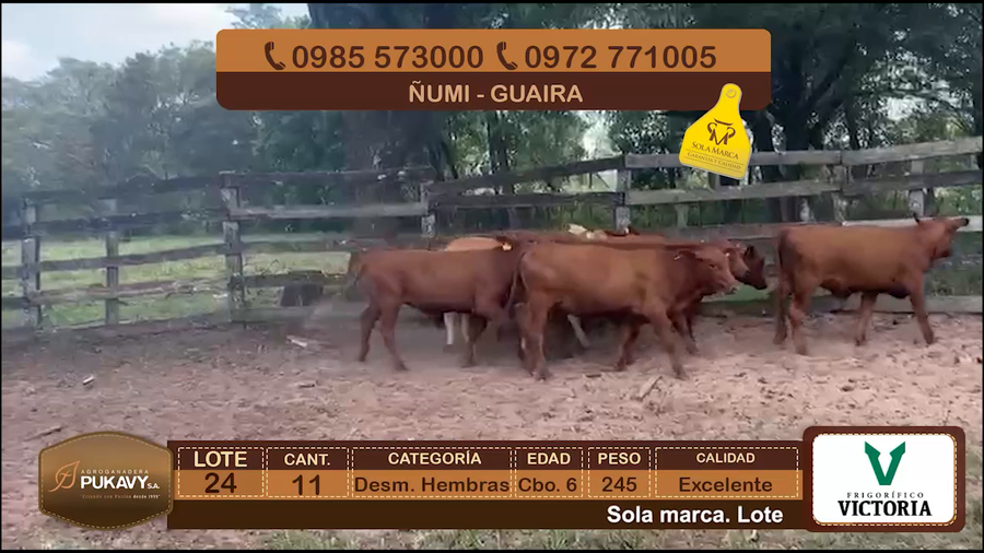 Lote Desm. Hembras Cbo 6