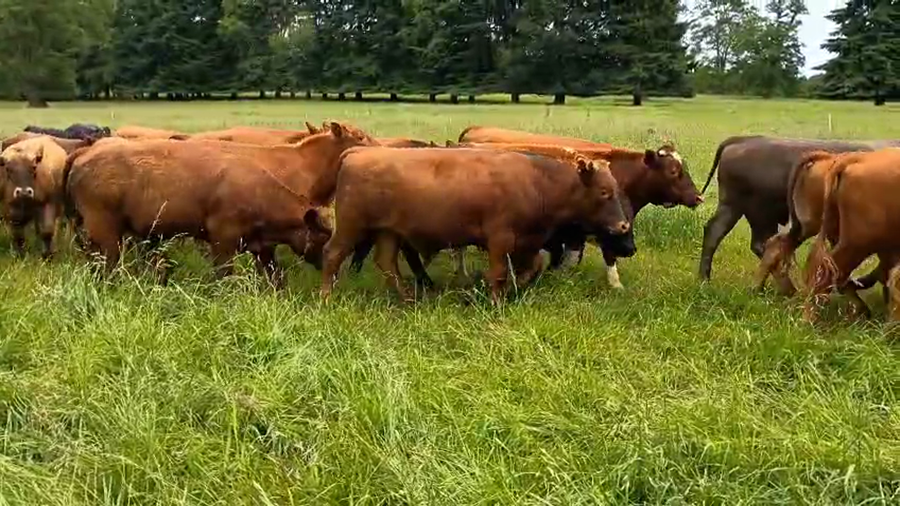 Lote 53 Novillo Engorda en Purranque, X Región Los Lagos