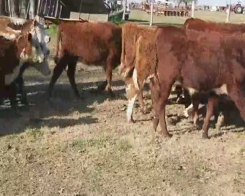 Lote 120 Terneros/as en Villaguay, Entre Ríos