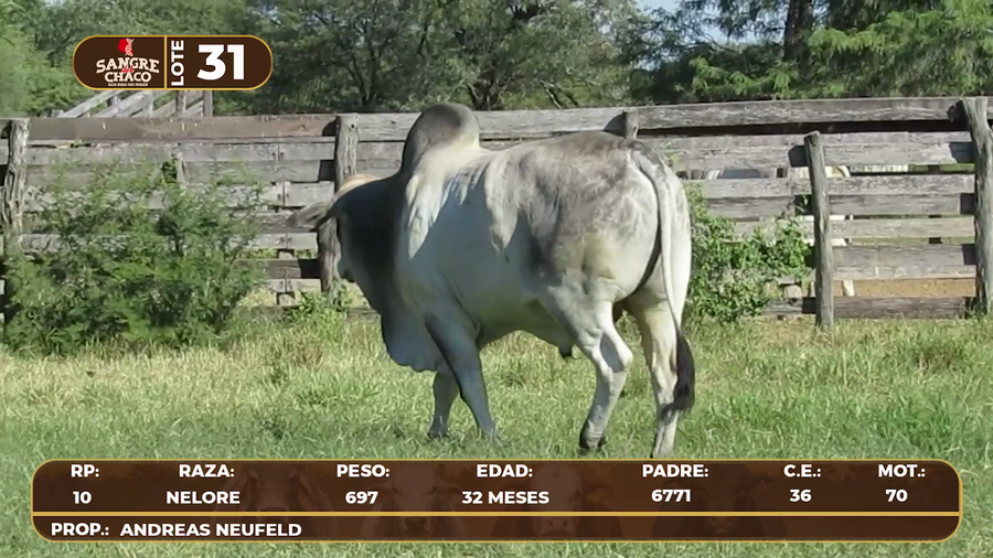 Lote Lote 31