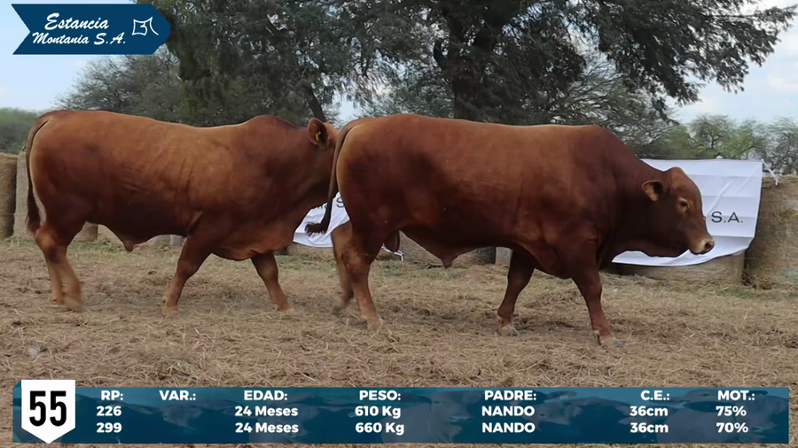Lote LOTE 55