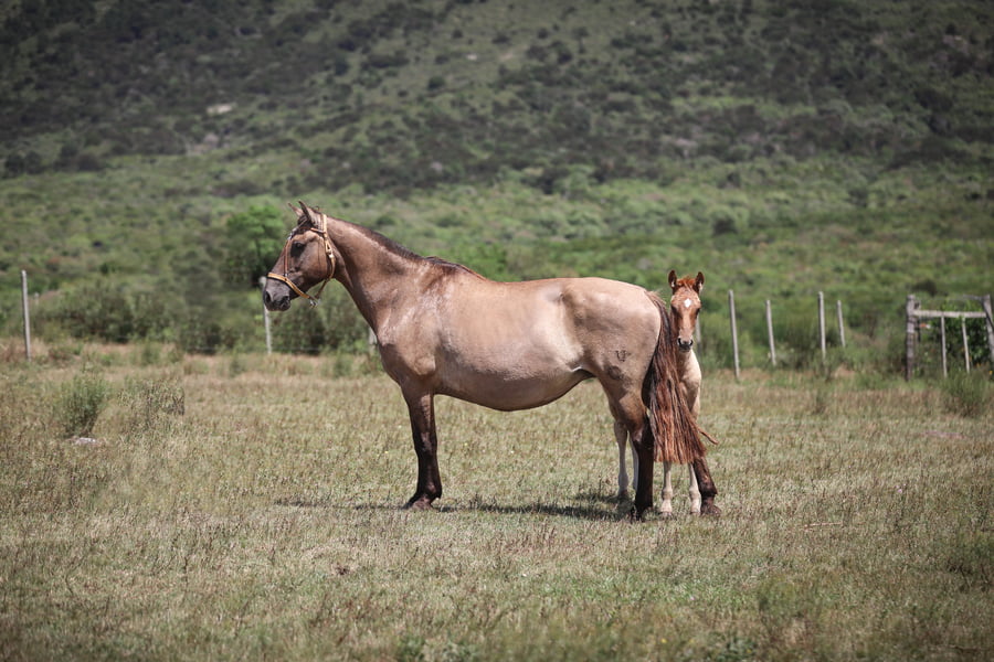Lote Bruja La Magdalena