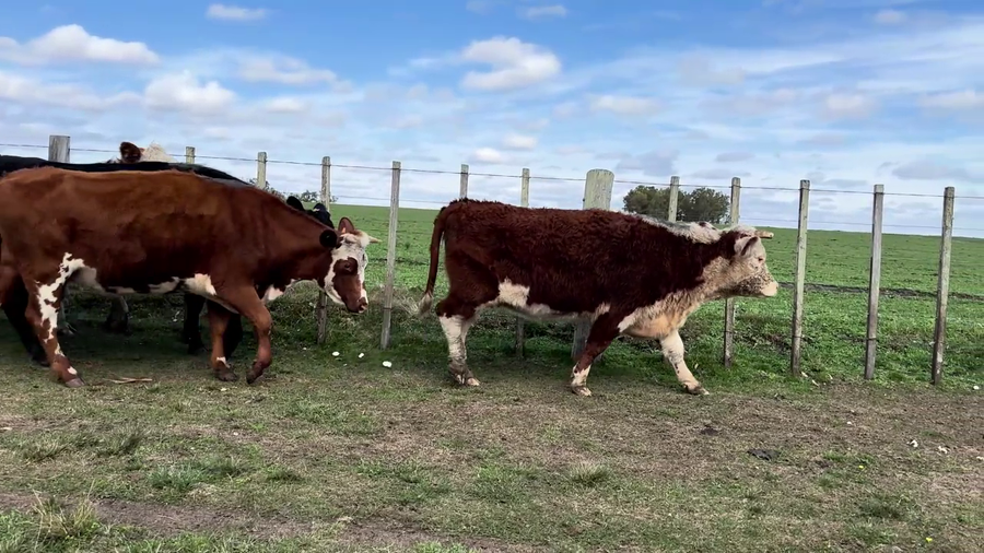 Lote VACAS PREÑADAS
