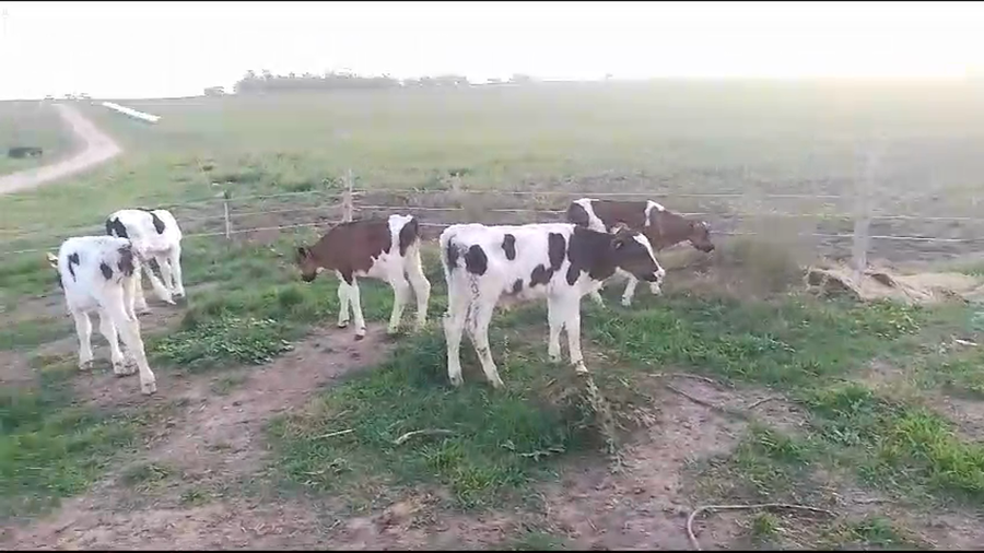 Lote 5 Terneros Holando a remate en Pantalla Camy 70kg -  en Mundo Azul