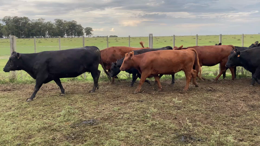 Lote 35 Vientres preñados en Treinta y Tres