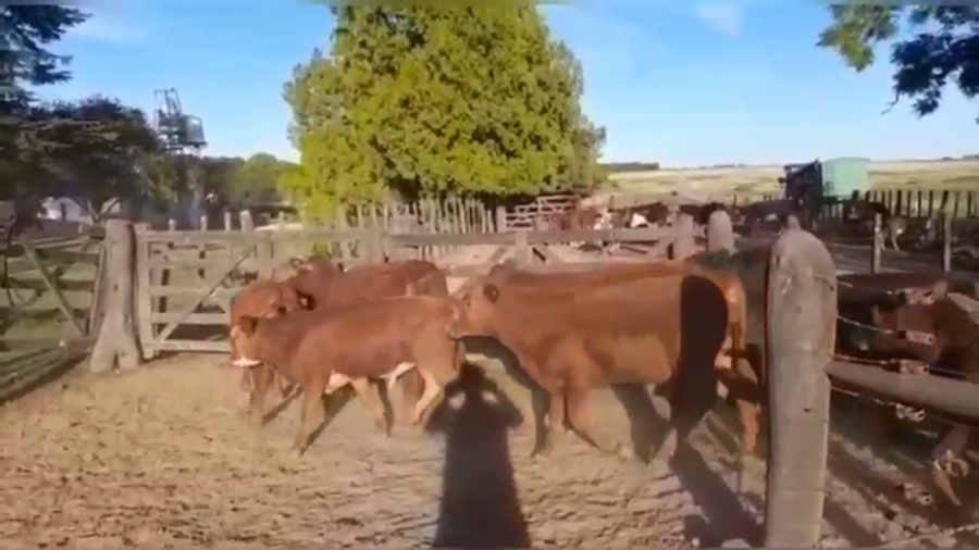 Lote 65 Terneros/as en Entre Ríos, Gral. Galarza