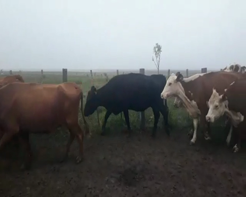 Lote 39 Vacas de invernar en Concordia, Entre Ríos