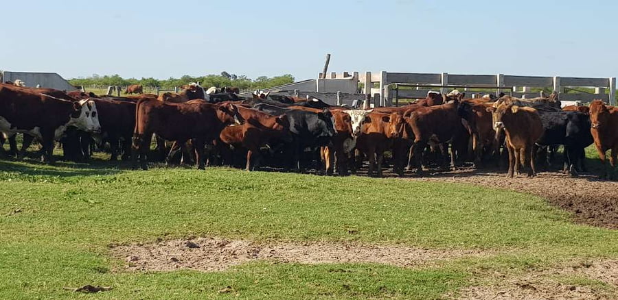 Lote 110 Novillos en Esquina, Corrientes