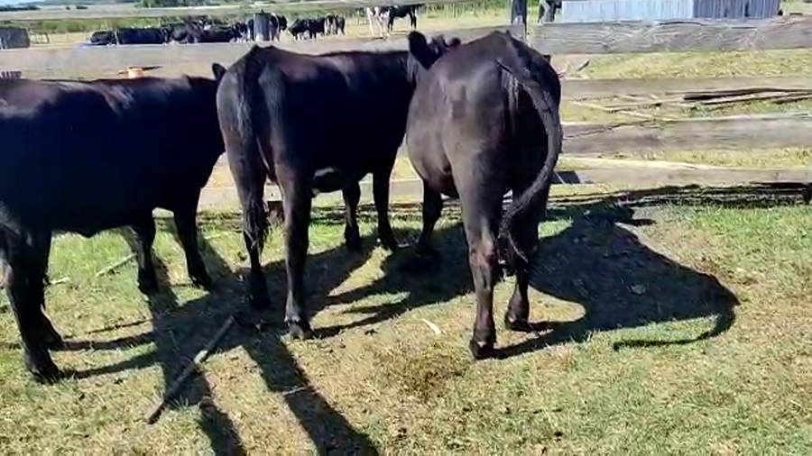 Lote 3 Vaquillonas Angus