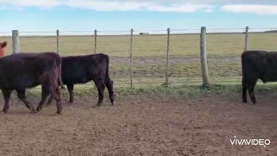 Lote 74 Terneras en Pila, Buenos Aires