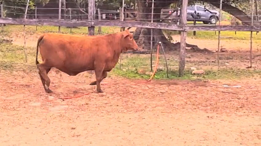 Lote Vaquillas Brangus a remate en Pantalla El Plantelaso 356kg -  en Cnel. Oviedo