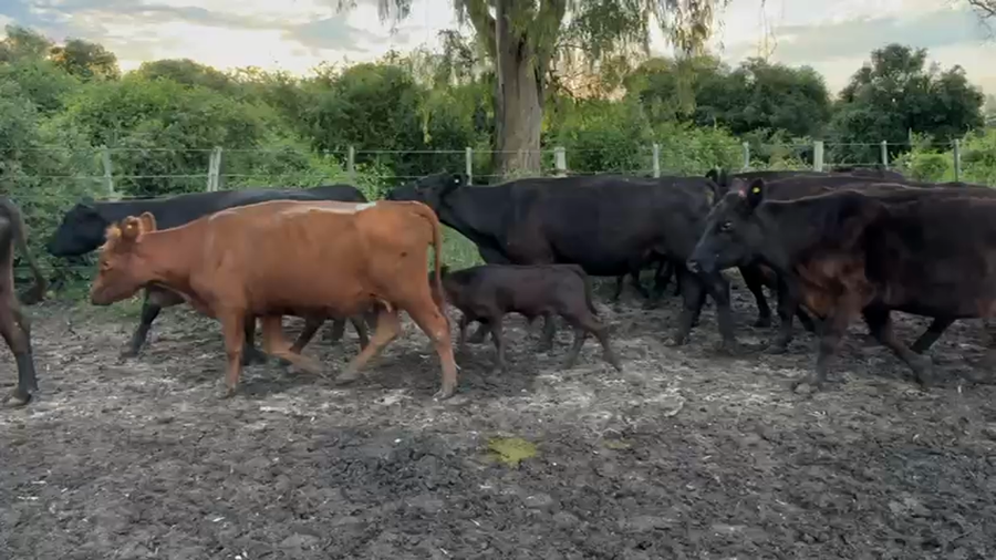 Lote 100 Vacas CUT con cría