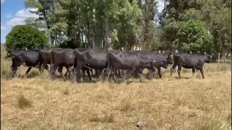 Lote Vaquillonas Preñadas