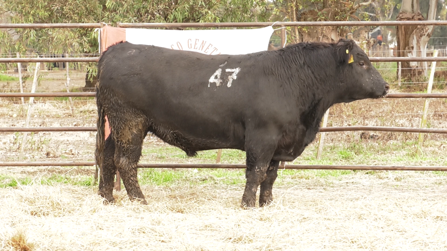 Lote TOROS ANGUS NEGROS  PC