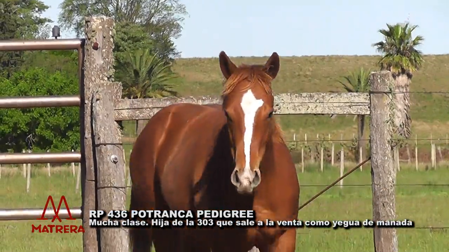 Lote MATRE KOKO DORMILONA