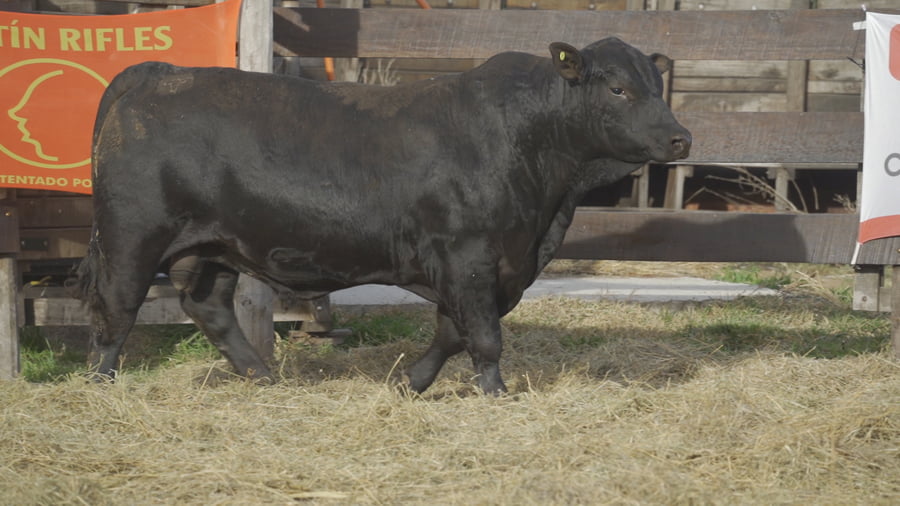Lote TORO BRANGUS