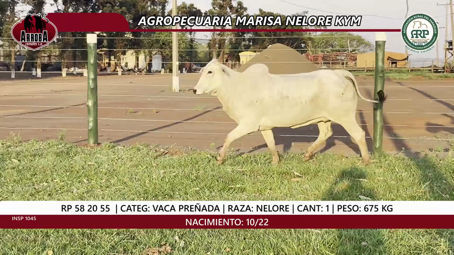 Lote VACA PREÑADA
