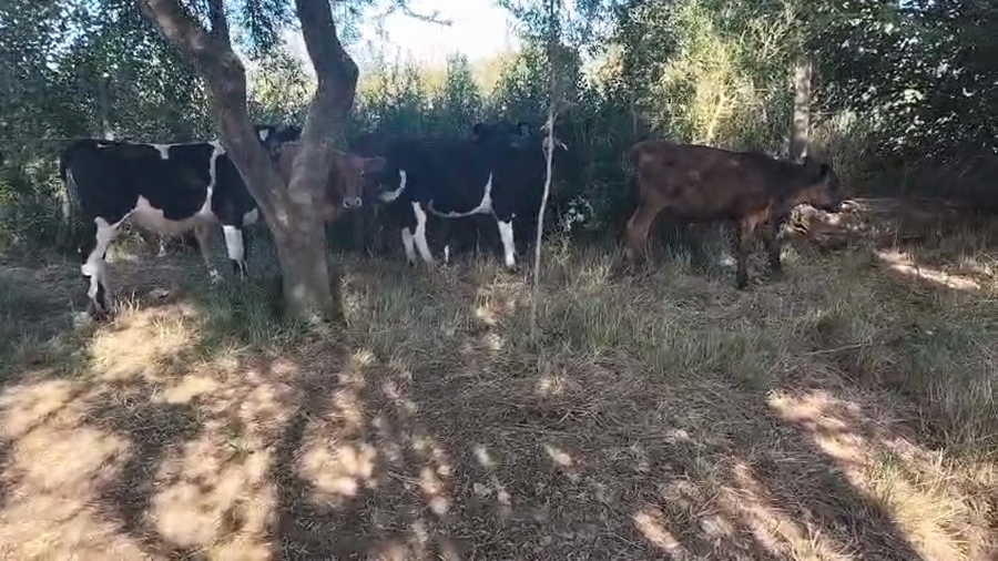 Lote 9 Terneros y Terneras, San José