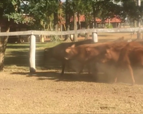 Lote 63 Vaquillonas en Pdcia. de La Plaza, Chaco
