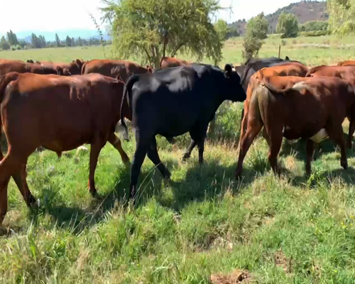 Lote 25 Novillo Engorda en San Clemente, VII  Región Maule