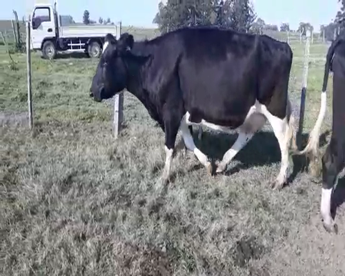Lote 3 Vaquillonas Vacas Preñadas HOLANDO a remate en Pantalla Aniversario 580kg - , San José