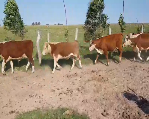 Lote 60 Novillitos en Esquina, Corrientes